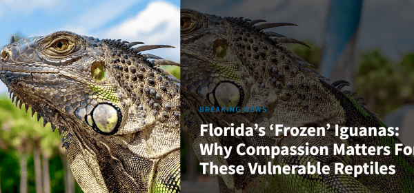 ICE Targets Foreign Iguanas!