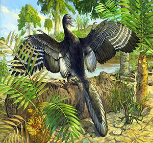 Illustration showing Archaeopteryx in life, including its tertial feathers that would have helped it fly. Credit: Michael Rothman. Click image to enlarge.