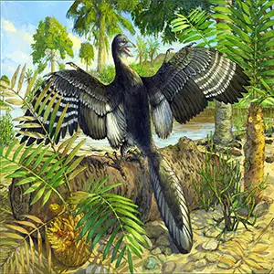 Illustration showing Archaeopteryx in life, including its tertial feathers that would have helped it fly. Credit: Michael Rothman. Click image to enlarge.