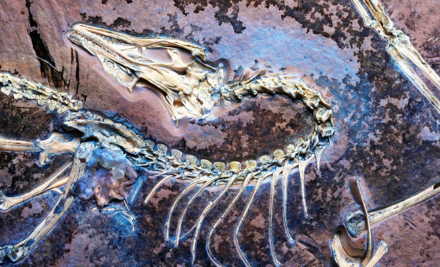 Ongoing Analysis of - Archaeopteryx Fossil - Continues to Proves Darwin Right!