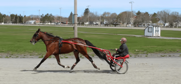 Pony and trap racing Image: Unsplash