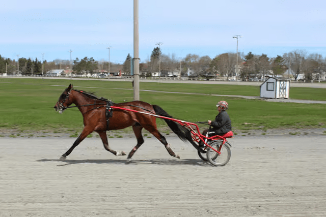 Pony and trap racing Image: Unsplash