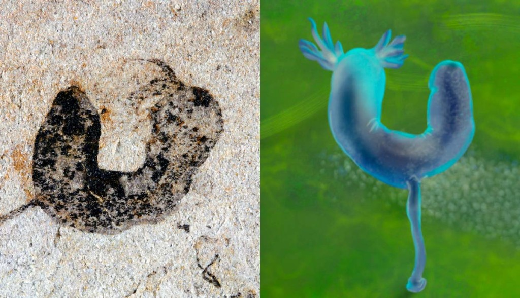 A deuterostome cambroernid fossil discovered in the Jiangchuan Biota with an artist’s reconstruction of what it may have looked like. © Gaorong Li and Xiaodong Wang.