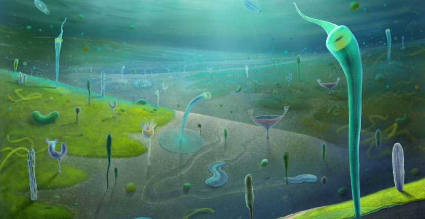 The explosion of complex life may have occurred four million years earlier than previously thought. © Xiaodong Wang