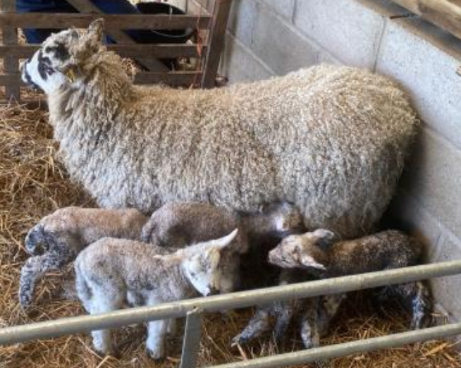 Six Year Old Ewe Has Five Lambs!