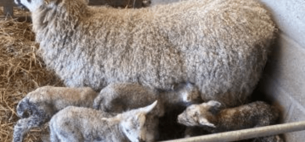 Six Year Old Ewe Has Five Lambs!