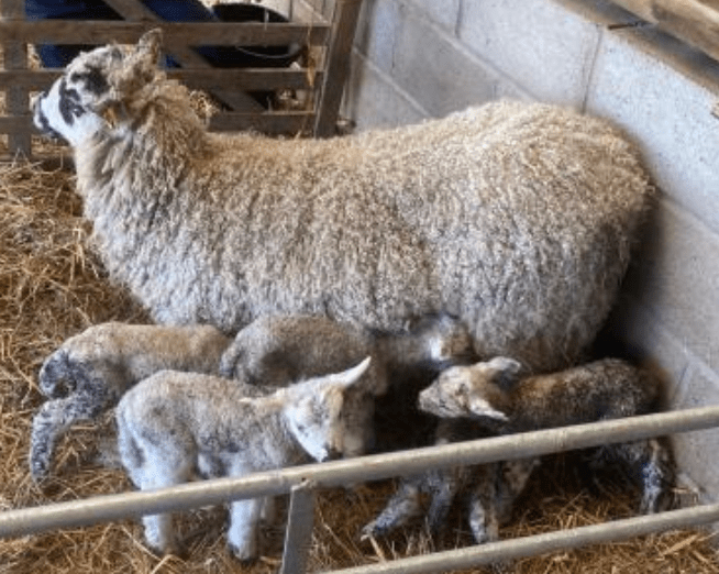 Six Year Old Ewe Has Five Lambs!