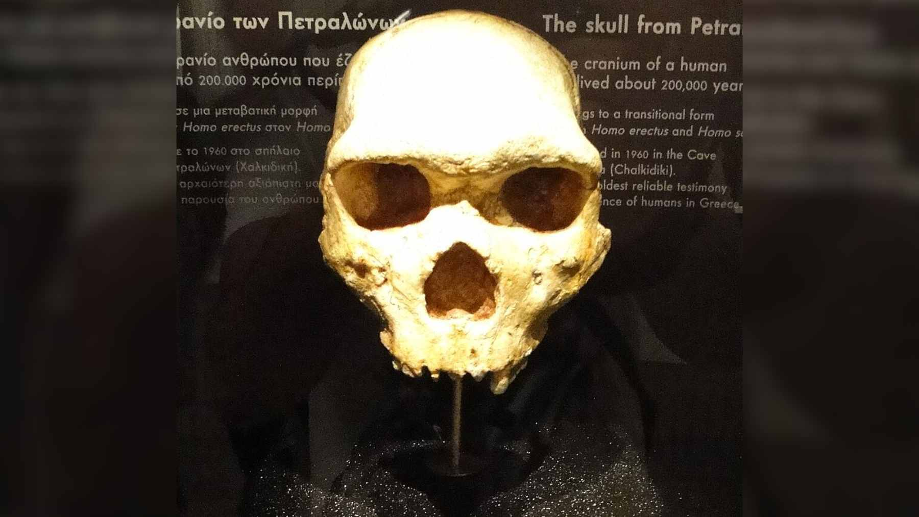 Dated to at least 286,000 years ago, the Petralona skull continues to challenge established theories about the diversity of human lineages coexisting in prehistoric Europe.