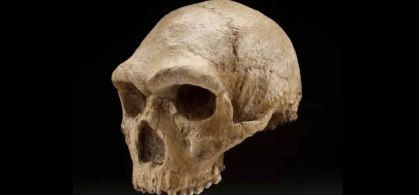 A 286,000-year-old hominin skull found in Petralona Cave in Greece!