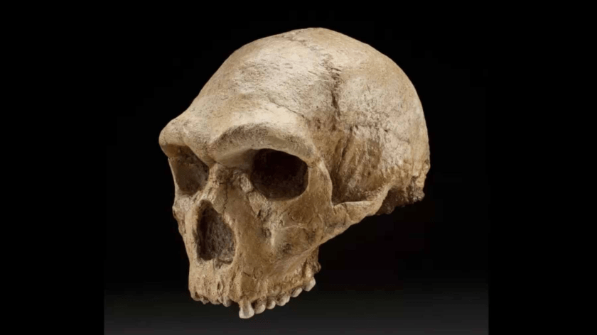 A 286,000-year-old hominin skull found in Petralona Cave in Greece!