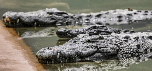 Israeli Environmental Protection Minister Idit Silman has reclassified crocodiles from wild animals to “captive-bred wildlife,” a move that clears the way for the reptiles to be used for security purposes. (File Photo: AFP)