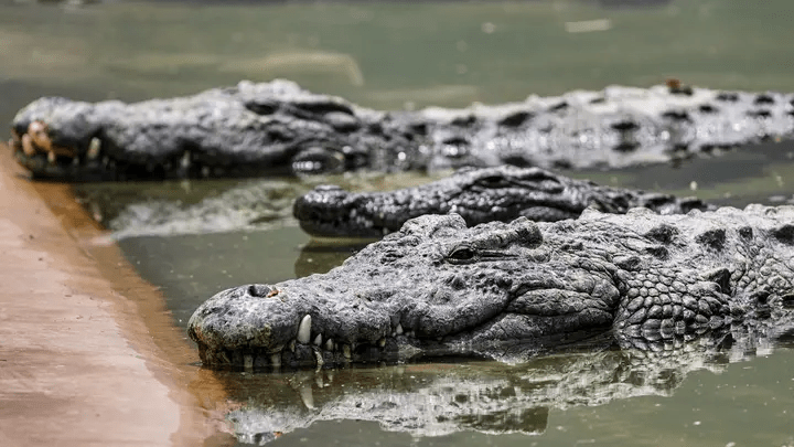 Israeli Environmental Protection Minister Idit Silman has reclassified crocodiles from wild animals to “captive-bred wildlife,” a move that clears the way for the reptiles to be used for security purposes. (File Photo: AFP)