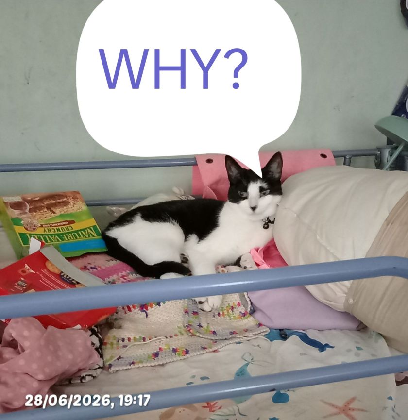 Our Girl Cat Asks "WHY" Is It England Cannot Defend a Lead?