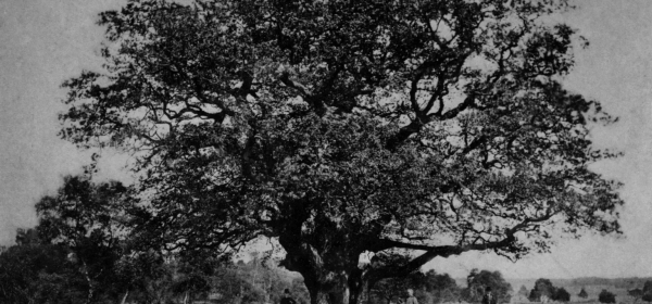 One of the first known images of the Major Oak, according to the RSPB