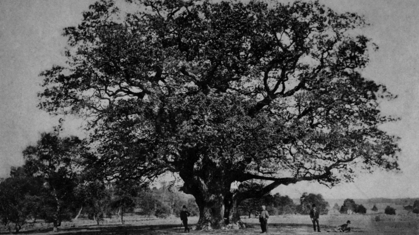 One of the first known images of the Major Oak, according to the RSPB