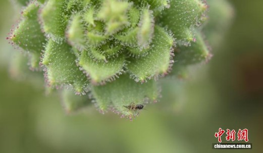 Sticky glandular hairs on Saxifraga candelabrum trap an insect. (Photo: provided by Springer Nature/ Zhangxinjian)
