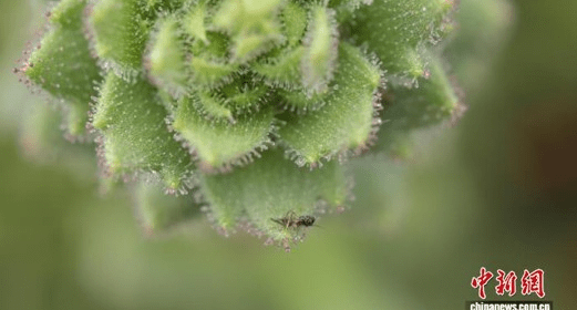 Sticky glandular hairs on Saxifraga candelabrum trap an insect. (Photo: provided by Springer Nature/ Zhangxinjian)