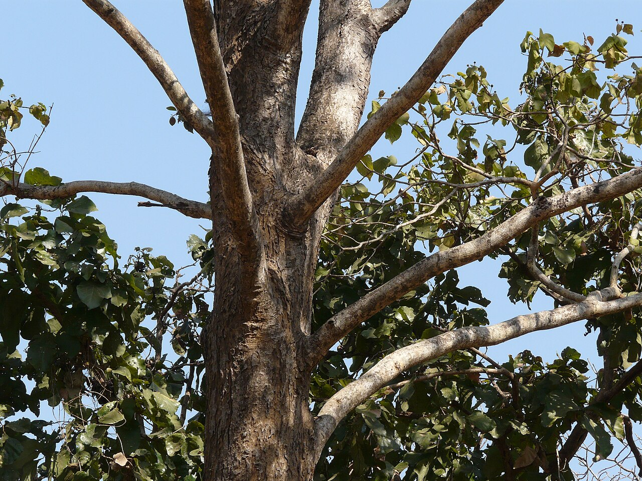 Six Die Worhipping Tree Branches at Tribal Karam Festival!