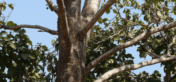 Six Die Worhipping Tree Branches at Tribal Karam Festival!