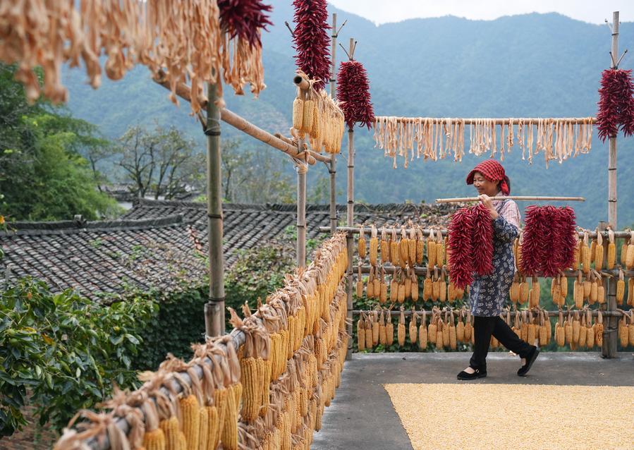 Cao Fudi carries chili peppers for drying at Huangling scenic area in Wuyuan County, east China's Jiangxi Province