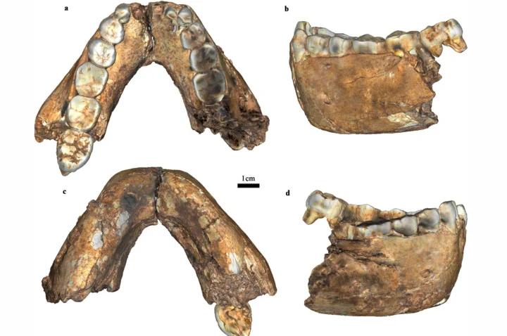 La Trobe archaeologists have described 18 new hominin fossils including a second Homo erectus skull fragment confirming the species’ first appearance was in southern Africa 2.0 million years ago – 200,000 years earlier than traditionally thought.