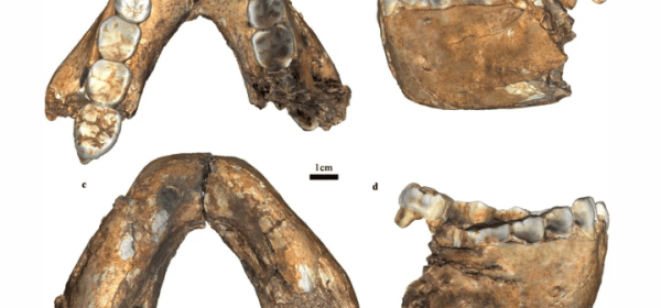 La Trobe archaeologists have described 18 new hominin fossils including a second Homo erectus skull fragment confirming the species’ first appearance was in southern Africa 2.0 million years ago – 200,000 years earlier than traditionally thought.