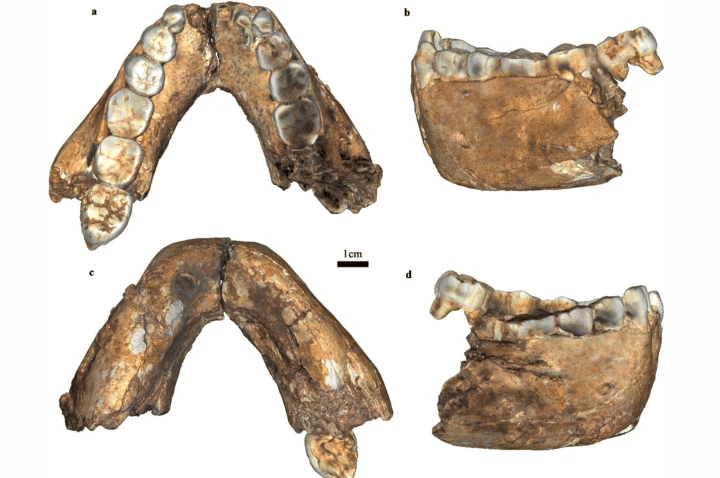 La Trobe archaeologists have described 18 new hominin fossils including a second Homo erectus skull fragment confirming the species’ first appearance was in southern Africa 2.0 million years ago – 200,000 years earlier than traditionally thought.