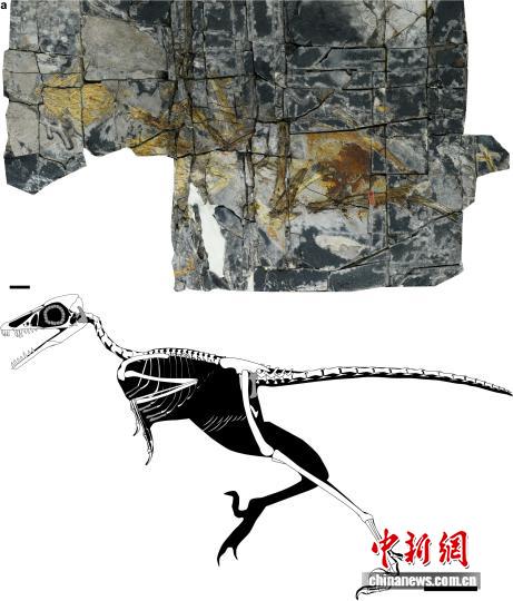 A fossil of the Jurassic bird Yuezhuornis yangyuanensis. (Photo/provided to China News Service)